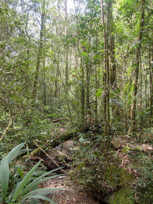 キナバル自然公園の画像23