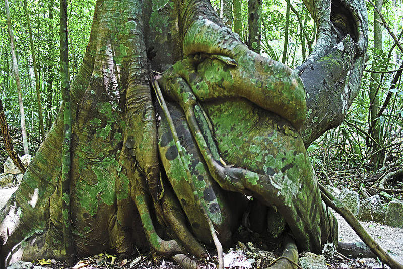 シアン・カアンの画像12