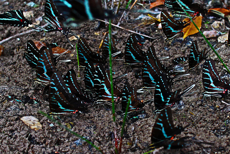 シアン・カアンの画像14