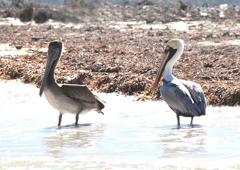 シアン・カアンの画像23