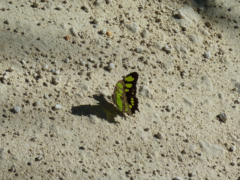 シアン・カアンの画像27