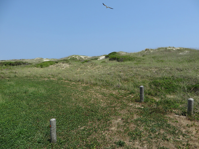 カリフォルニア湾の島々と保護地域群の画像7
