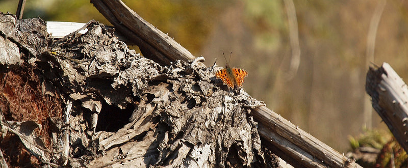 オオカバマダラ生物圏保存地域の画像1