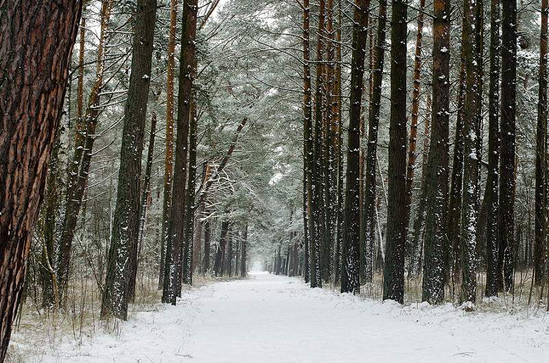 クルシュー砂州の画像5