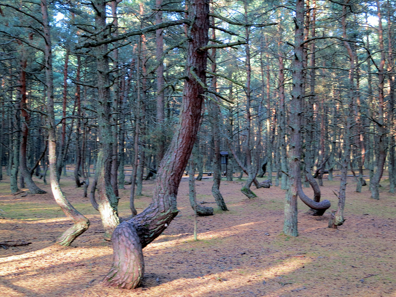 クルシュー砂州の画像10