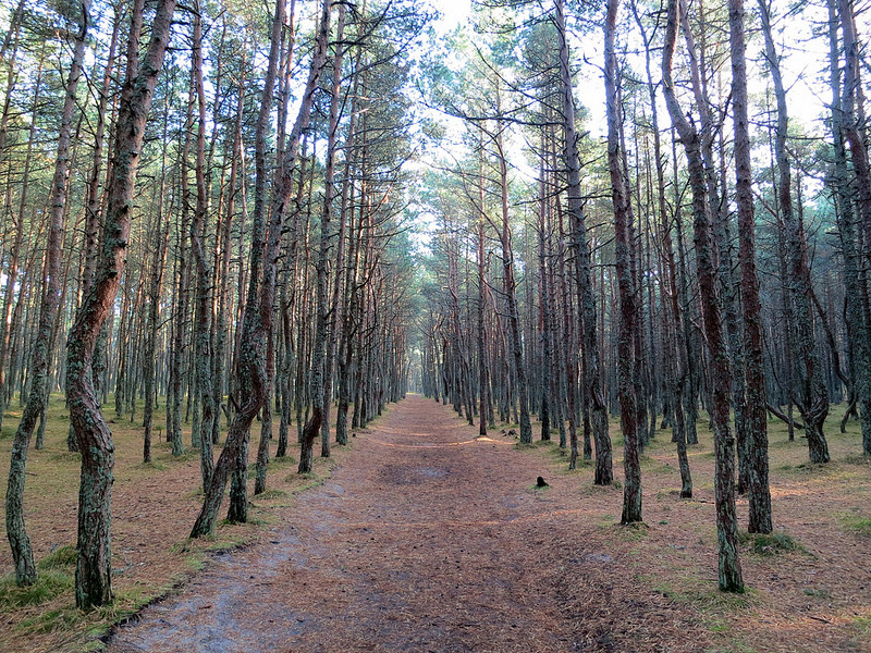 クルシュー砂州の画像11
