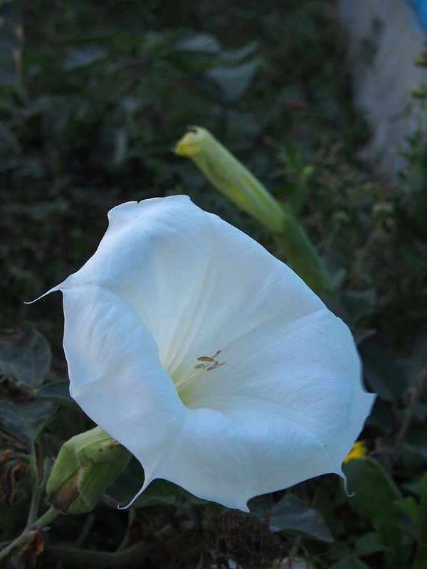 ドナウ・デルタの画像18