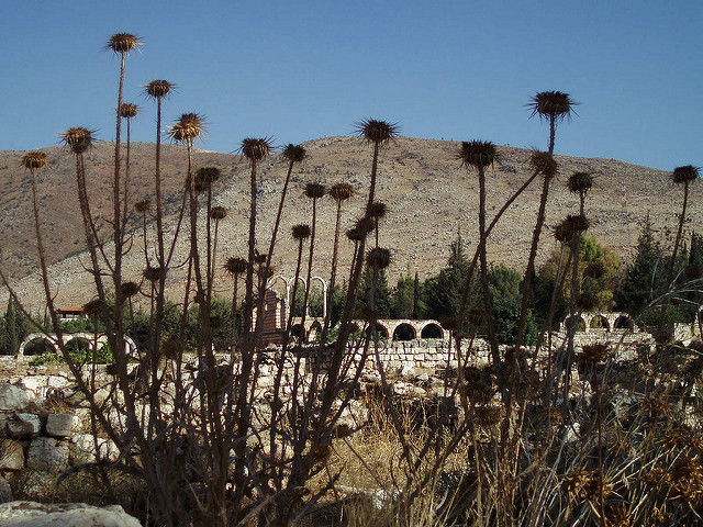 アンジャルの画像14