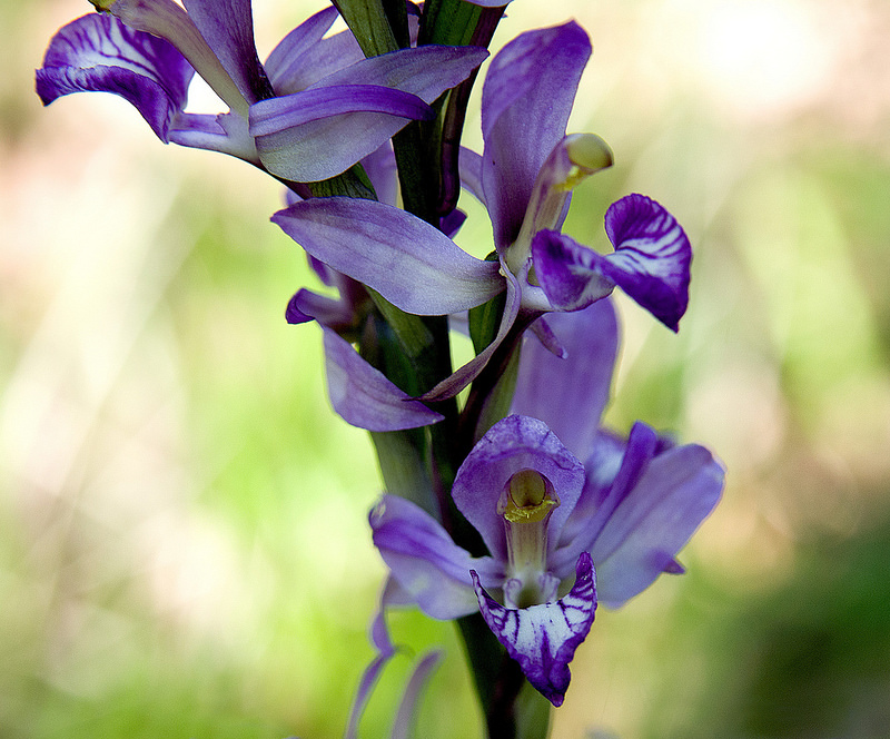 西コーカサス山脈の画像3