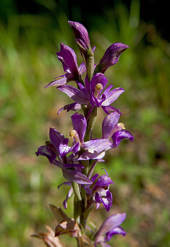 西コーカサス山脈の画像4