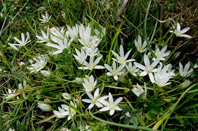 西コーカサス山脈の画像6