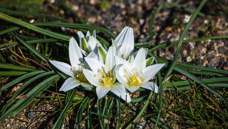 西コーカサス山脈の画像15
