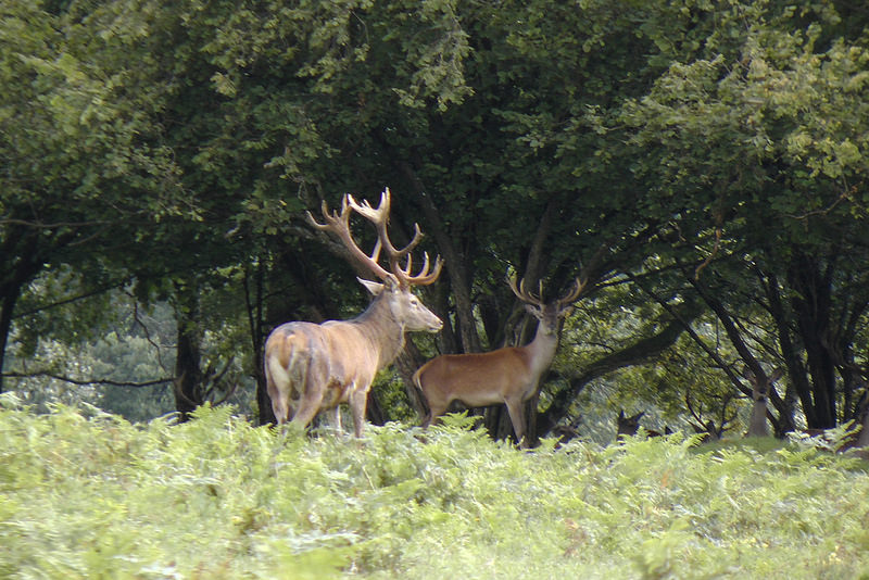 西コーカサス山脈の画像16