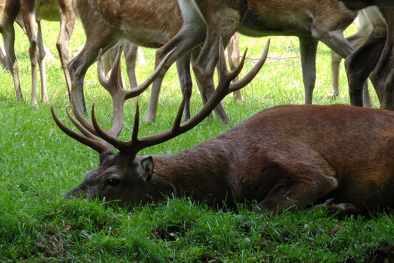 西コーカサス山脈の画像17