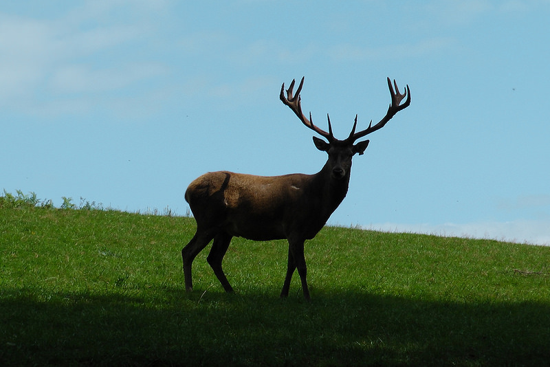西コーカサス山脈の画像18