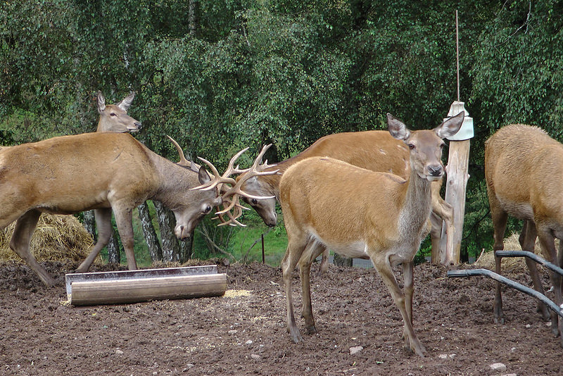 西コーカサス山脈の画像19
