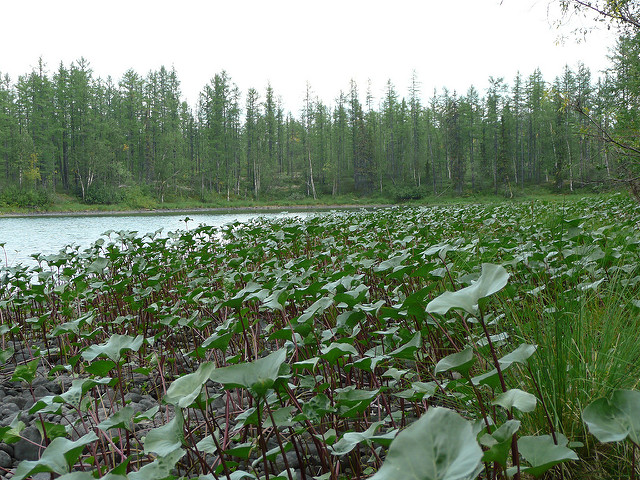 プトラナ高原の画像10