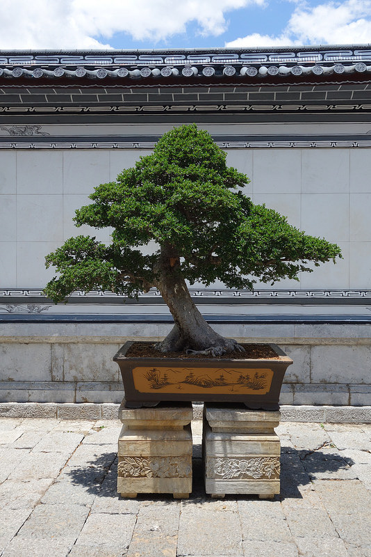 麗江旧市街の画像7