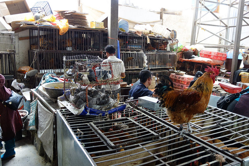 麗江旧市街の画像17