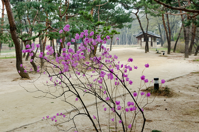 朝鮮王朝の王墓群の画像28