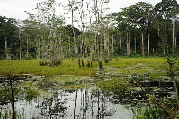 サンガ川流域の３カ国保護地域の画像1