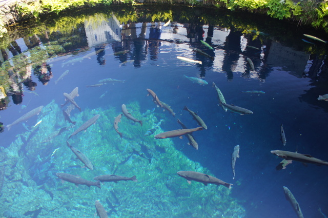 忍野八海：湧池の画像1
