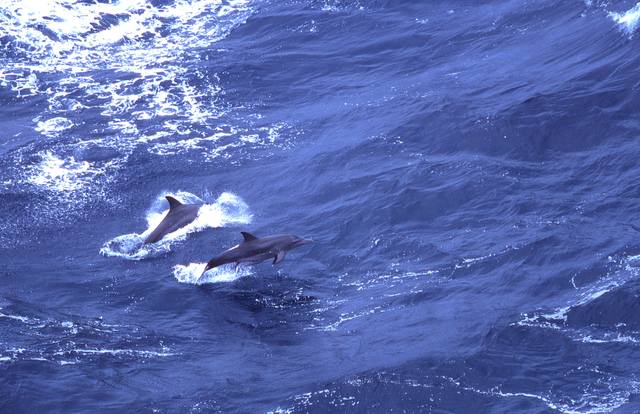 海域（母島列島）の画像1
