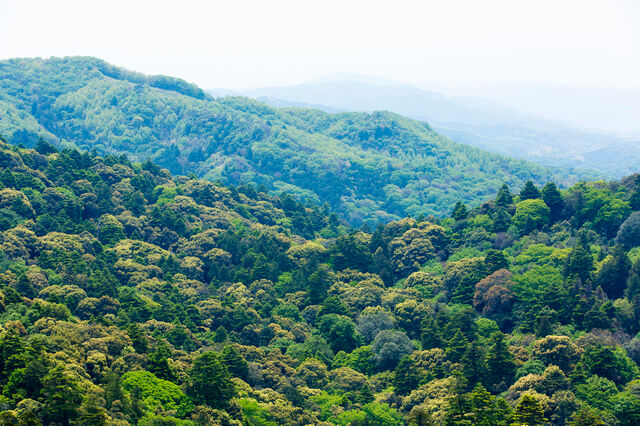 春日大社と春日山原始林の画像2