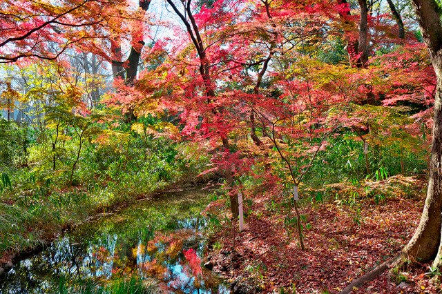 賀茂御祖神社（下鴨神社）の画像2