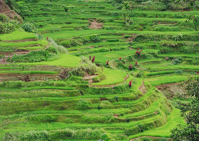 バナウェの棚田群：バタッドの画像1