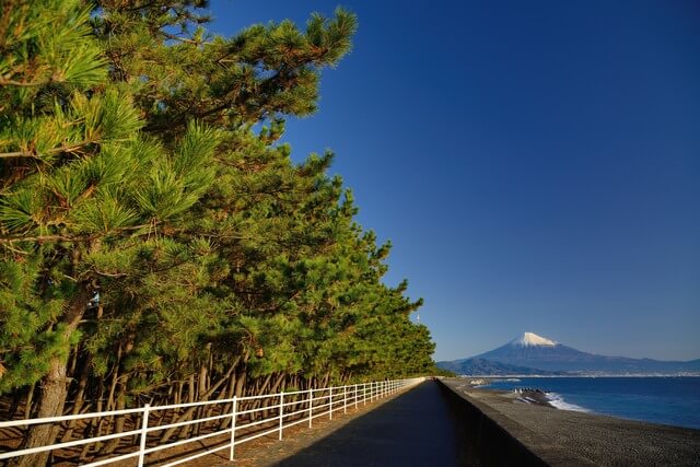 三保の松原の画像2