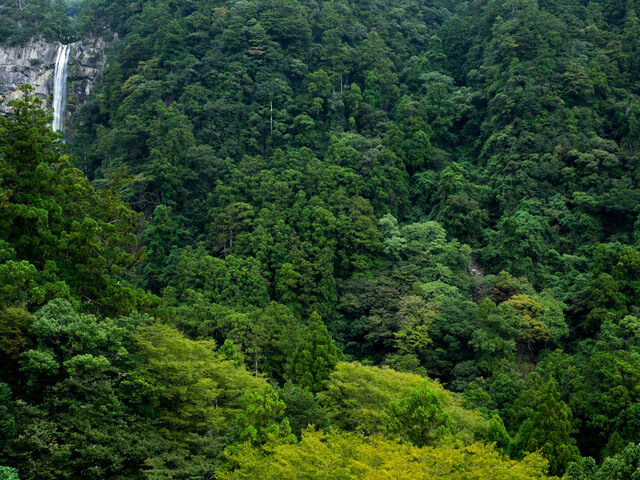 那智原始林の画像2