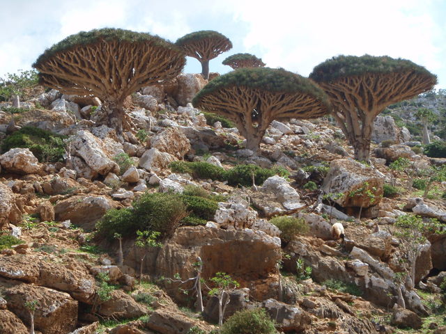 ソコトラ諸島の画像1