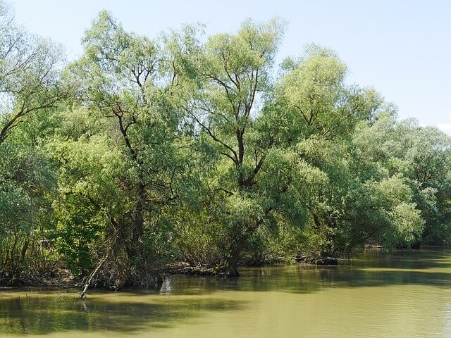 ドナウ・デルタの画像4