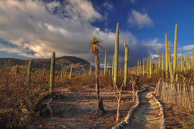 テワカン＝クイカトラン渓谷 : メソアメリカの起源となる環境の画像3