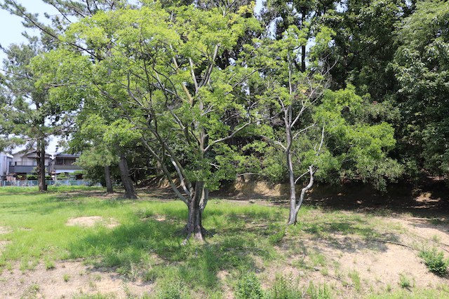 丸保山古墳の画像2