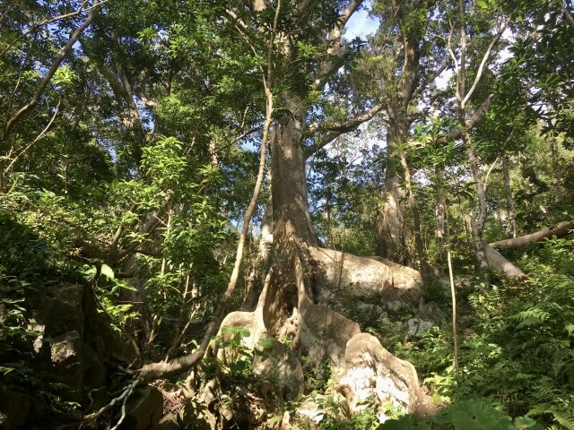 徳之島（b）の画像1