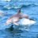 /imgうじゃ@2019年SFC&DIA達成