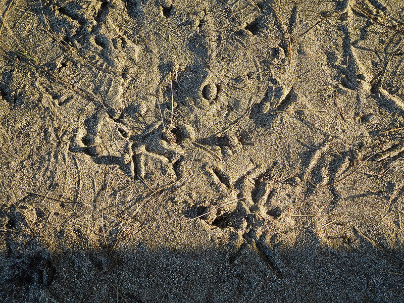 ハワイ火山国立公園の画像17