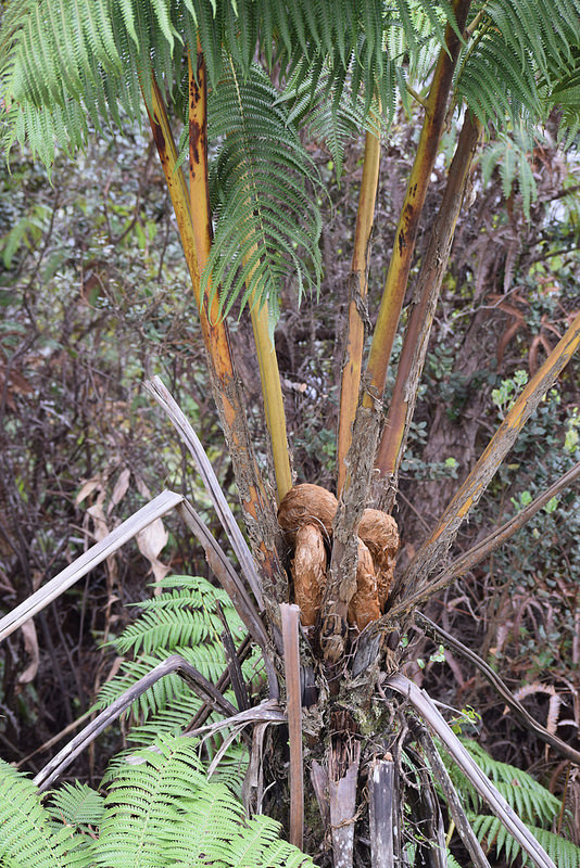 ハワイ火山国立公園の画像23
