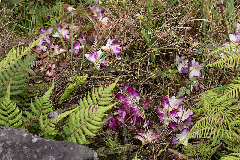 ハワイ火山国立公園の画像24