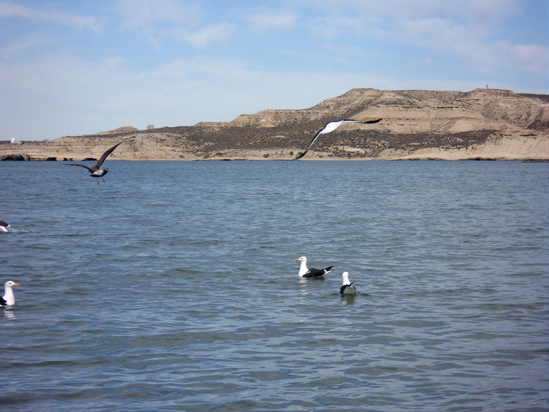 バルデス半島の画像17