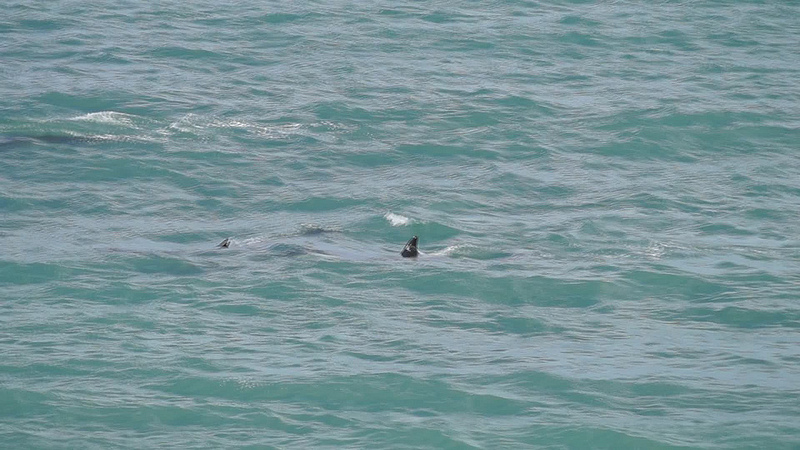 バルデス半島の画像21