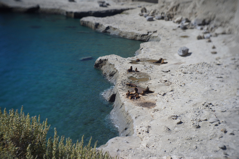 バルデス半島の画像22