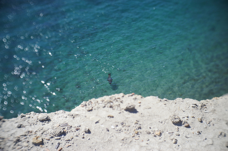 バルデス半島の画像23