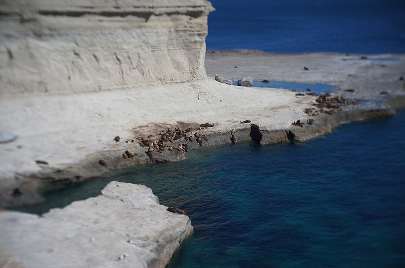 バルデス半島の画像25