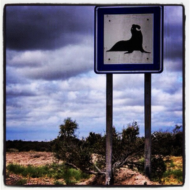 バルデス半島の画像26