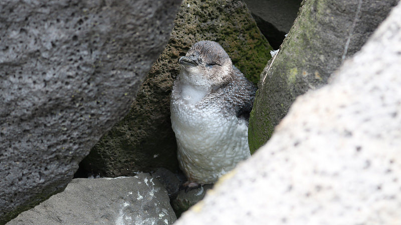セント・キルダ諸島の画像6