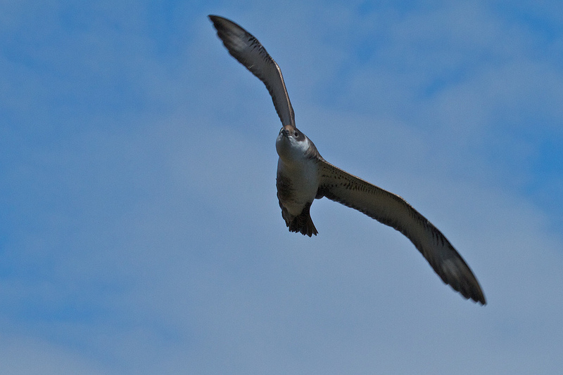 ゴフ島及びインアクセシブル島の画像1