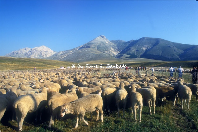 カステル・デル・モンテの画像17